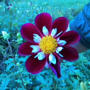 IMAG6525_BURST002_COVER