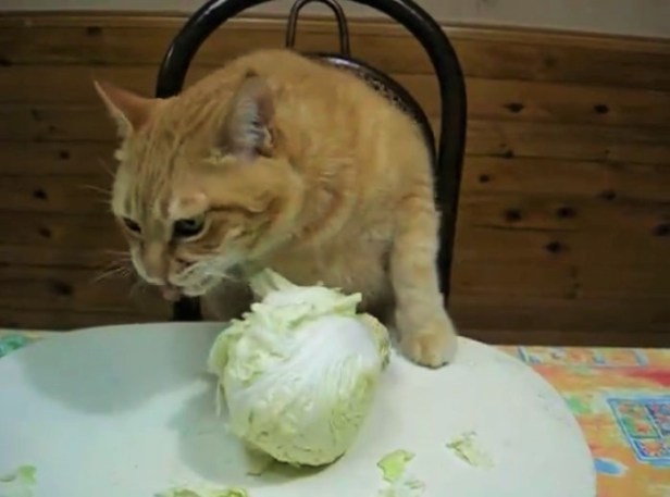 bandicam 2015-11-17 13-05-20-737