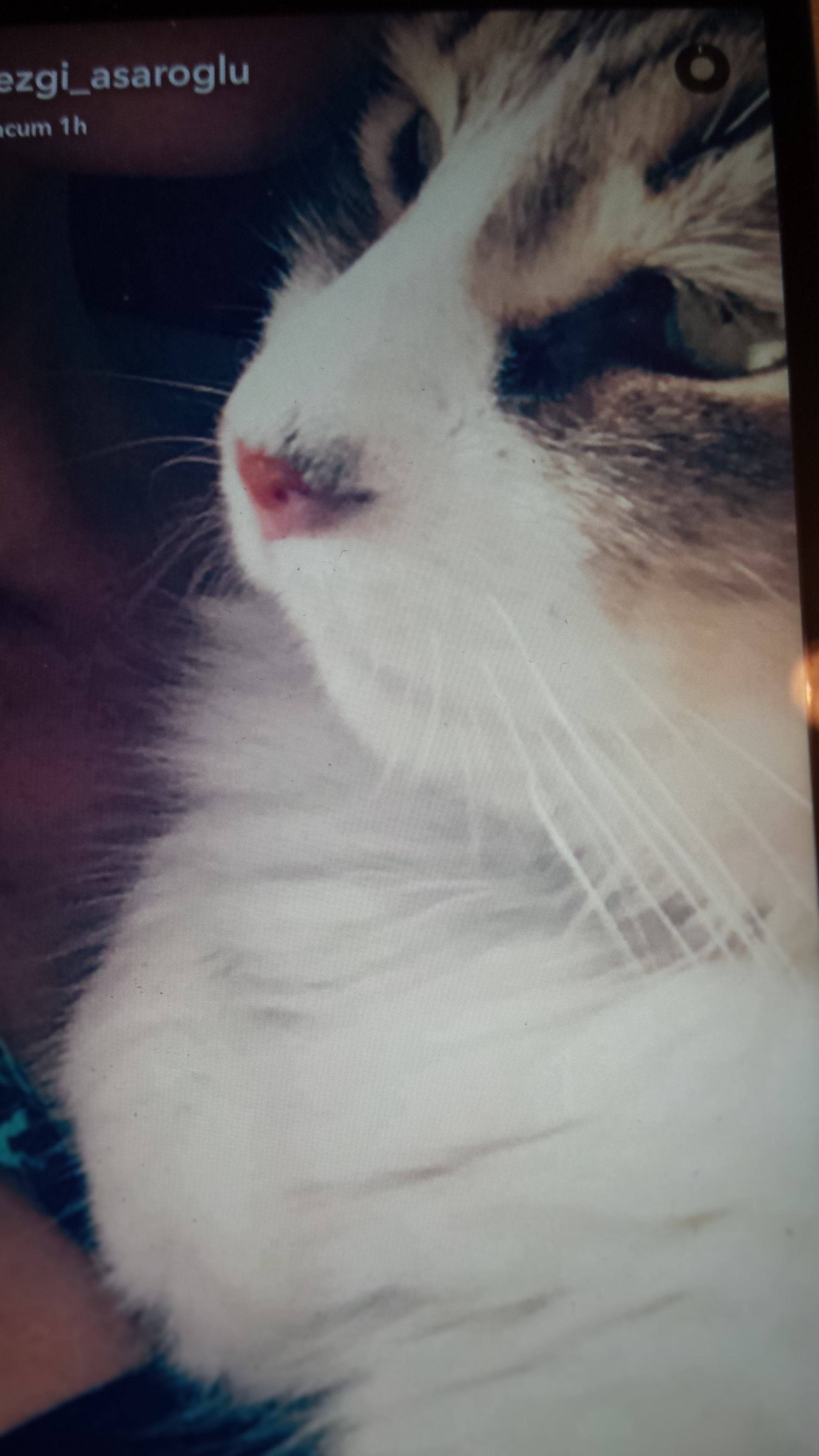 pisi1