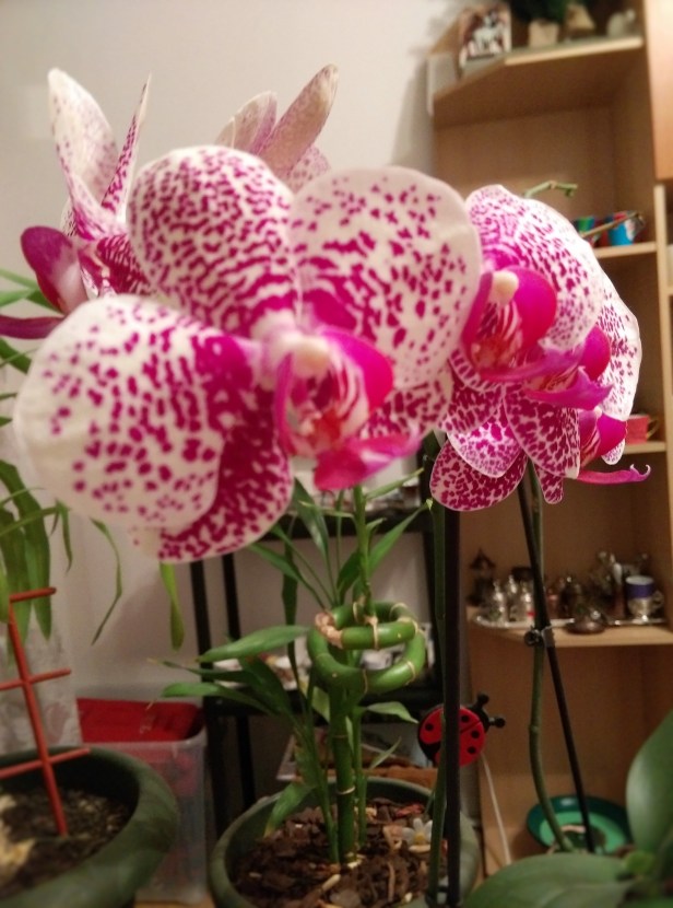 orhidee.jpg