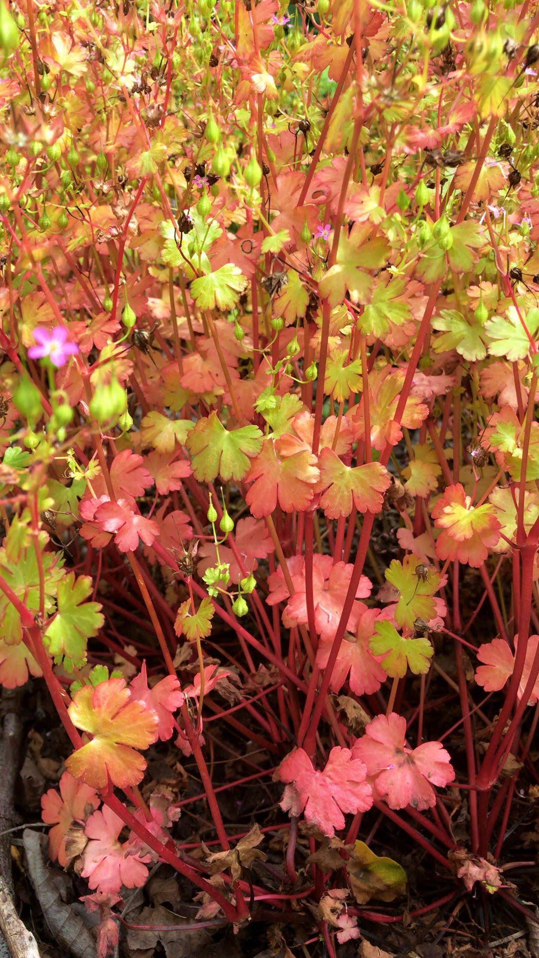 kayaozgu_1558528717_2049409896458099026_1326559187