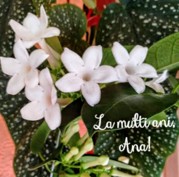 LamultianiAna.jpg